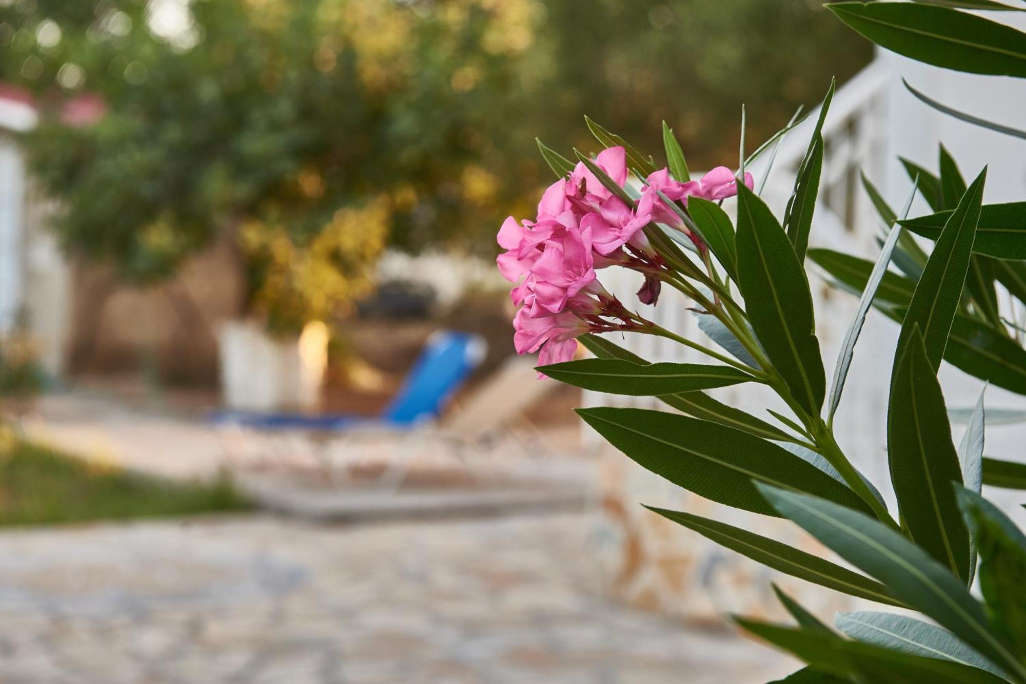 Villa Rania / Zante Drosia Kypseli Zewnętrze zdjęcie