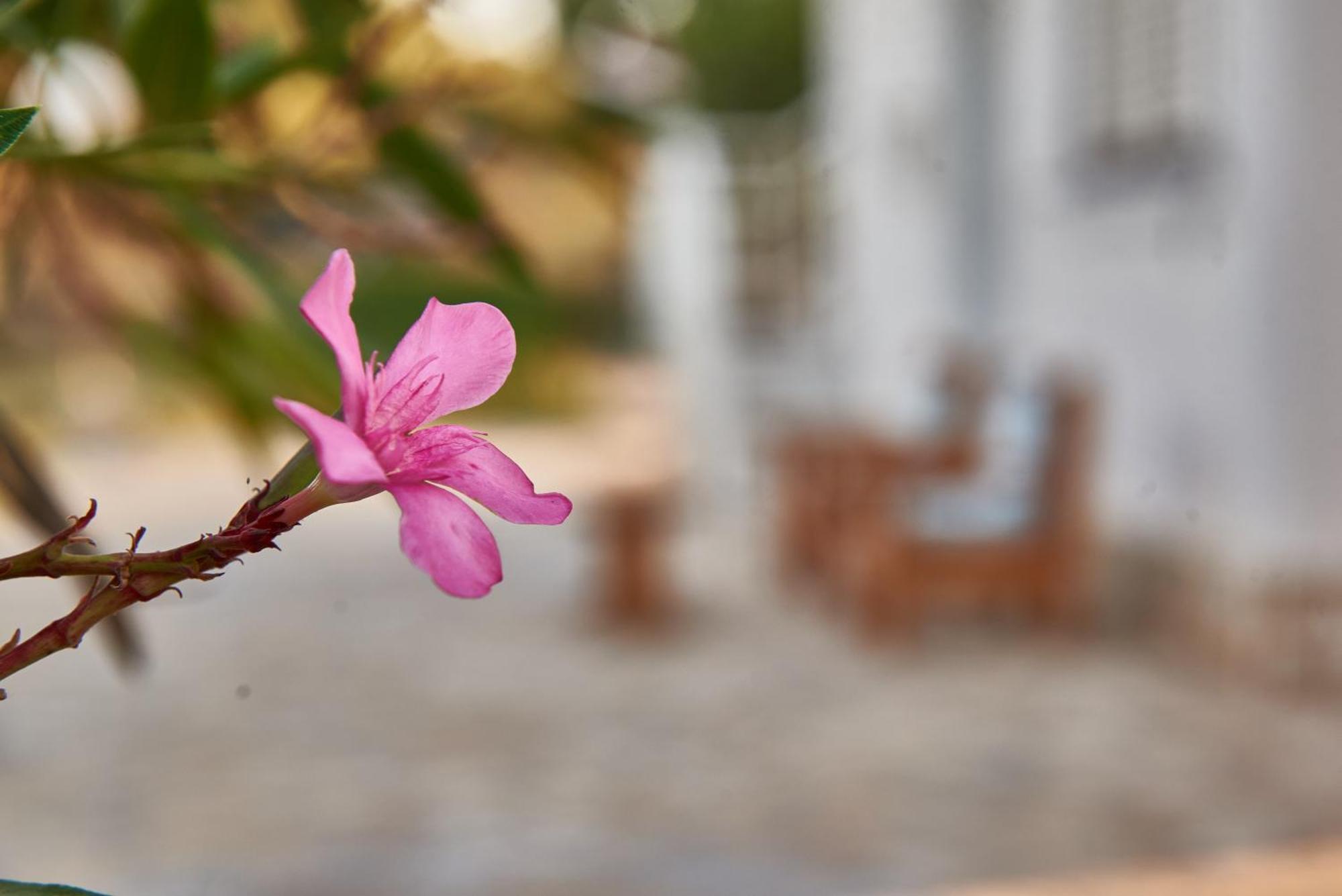 Villa Rania / Zante Drosia Kypseli Zewnętrze zdjęcie
