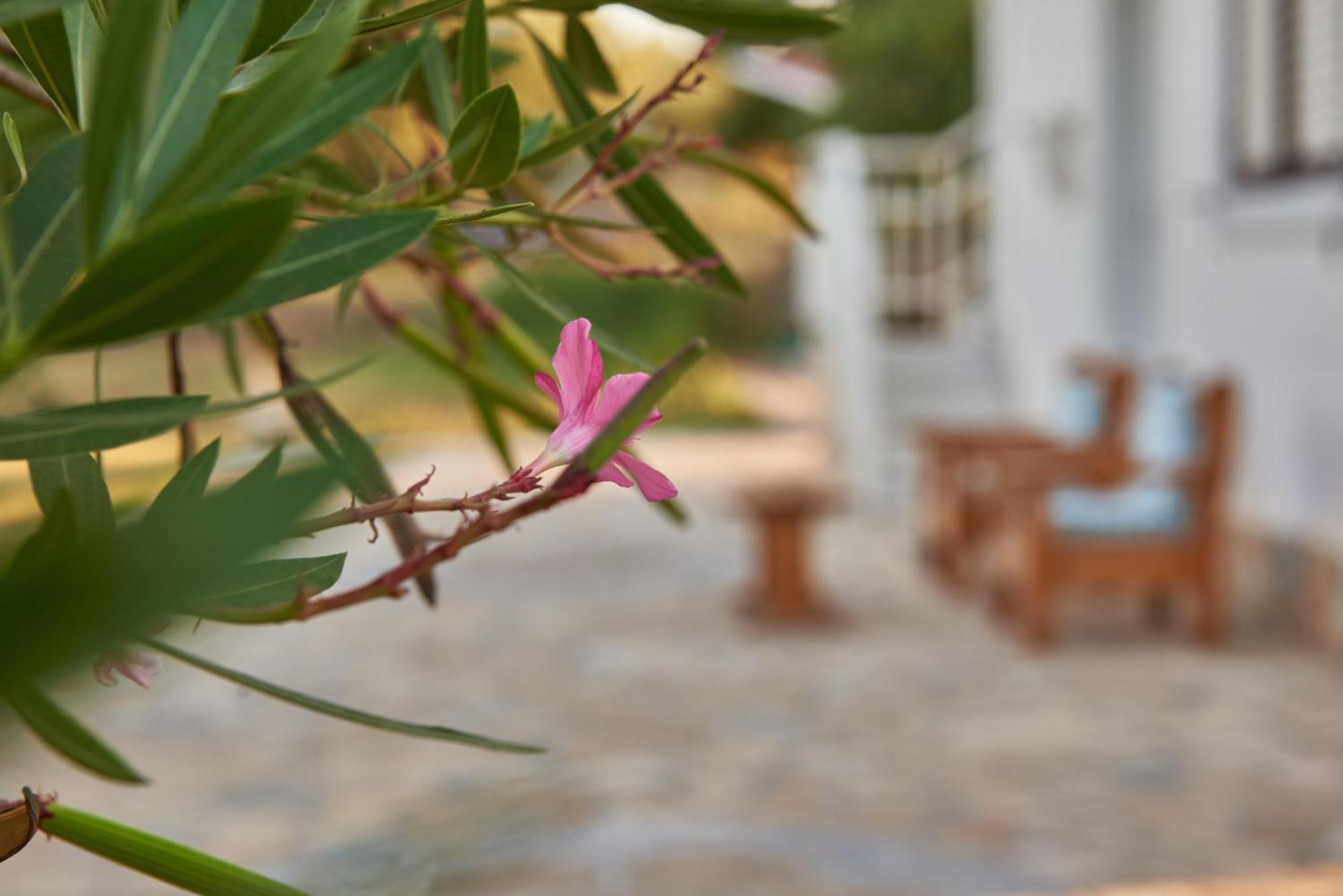 Villa Rania / Zante Drosia Kypseli Zewnętrze zdjęcie